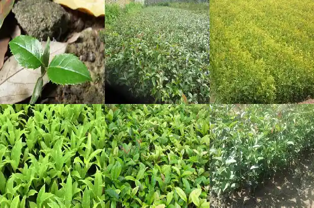 形容桂花味道的词语1685148801653