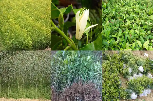 形容桂花味道的词语1685148801796