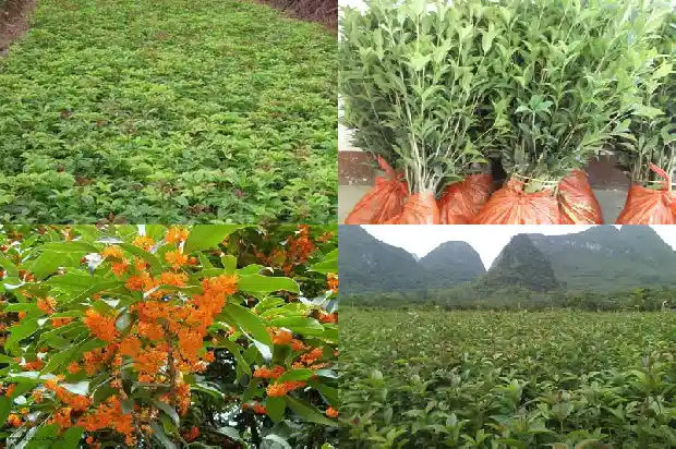 桂花米酒的做法大全1689381650418