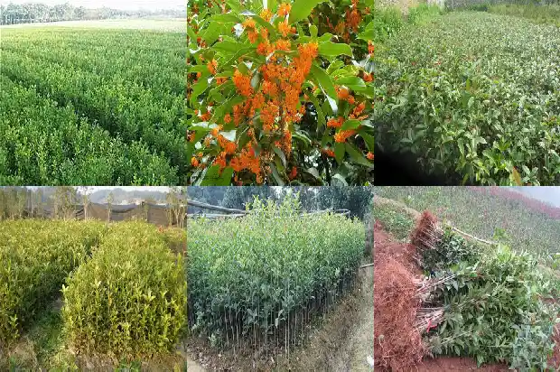 用什么词形容桂花的香味1685148812349