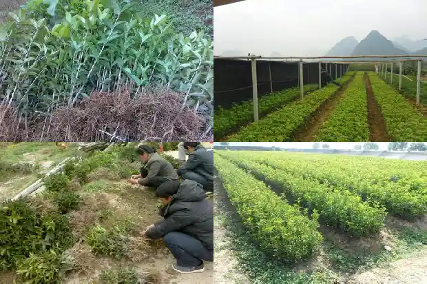 形容桂花树香气扑鼻的句子1685148821637