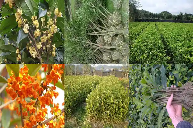 桂花树什么香味最好闻1685148831008