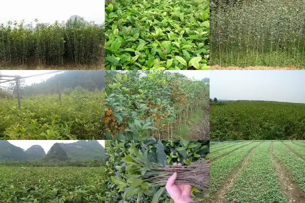 桂花树什么香味最好闻1685148831103