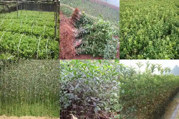 形容桂花香的味道的词语1685148838494