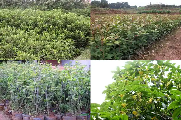 桂花香味的形容词1685148845974