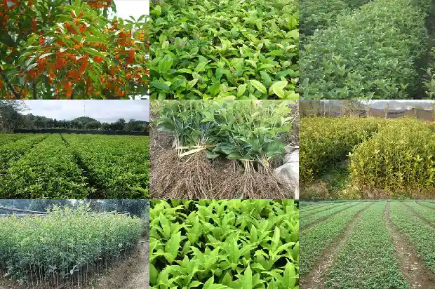 用一个词来形容桂花的香味1685148865639