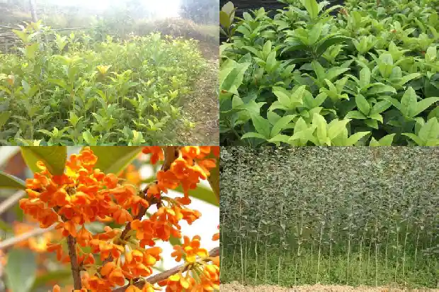 用一个词来形容桂花的香味1685148865686