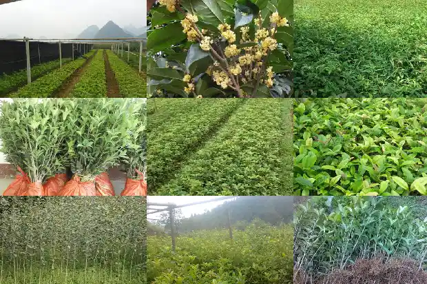 桂花乌龙茶不能和什么一起吃1689467909460