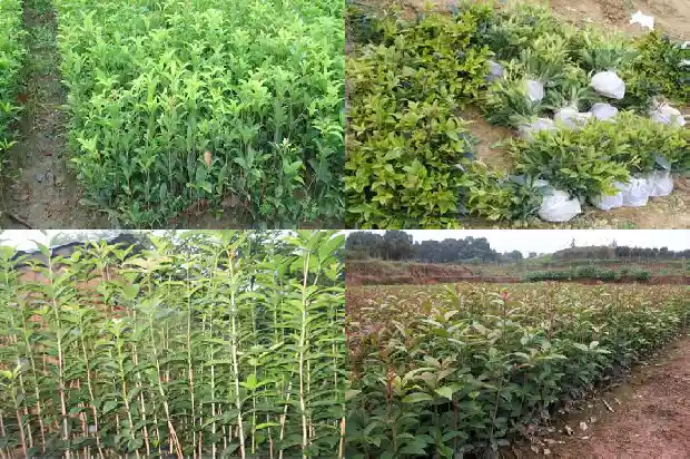 四季桂花盆景市场价格多少1690331296444