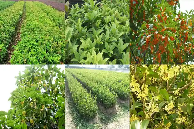 桂花的香味可以用什么词来形容1685148887395