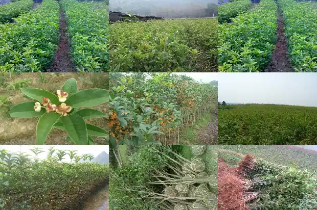 桂花是什么味道用什么词语形容词1685148894831