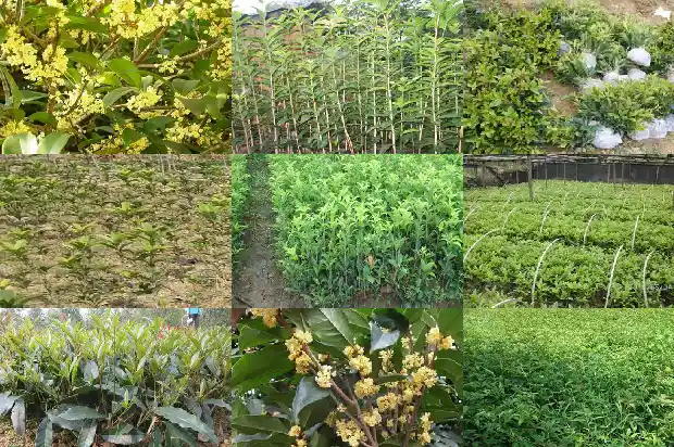 桂花是什么味道用什么词语形容词1685148894879