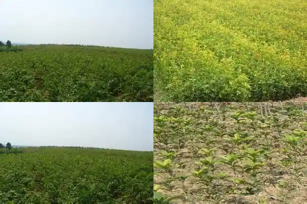 桂花开的季节说说短语句子1688793190164