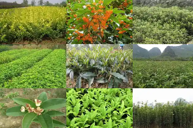 桂花的香味如何形容1685148904802