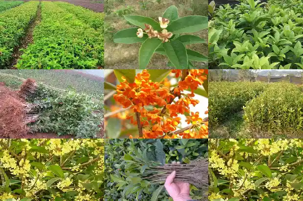 桂花树一米五高的多少钱一棵呢1689726743495