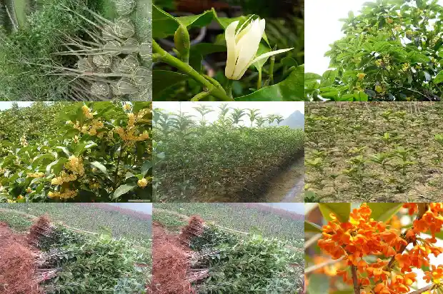 描写桂花树的优美段落 只写气味的句子有哪些1685148988420