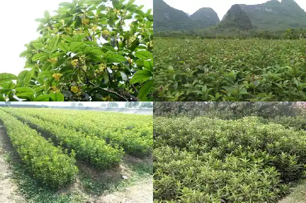 描写桂花树香味的优美段落摘抄1685149000506