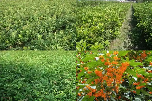 描写桂花树香味的优美段落摘抄1685149000554