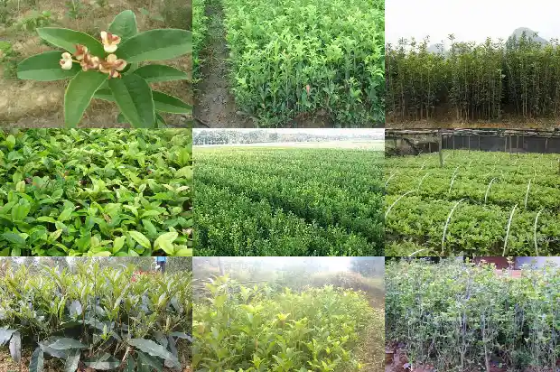 桂花树冠形状1690072900435