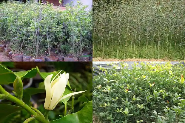 关于桂花的优美语段1685149056280