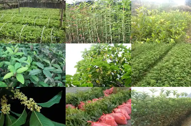 写一个句子突出桂花很香的特点1685149081204