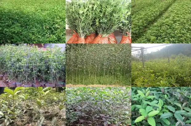 写一个句子突出桂花很香的特点1685149081252