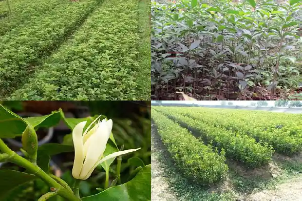 桂花树好养不好活1688792625022