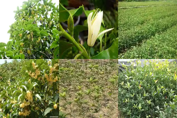 描写桂花的香味的优美句子有哪些1685149104801