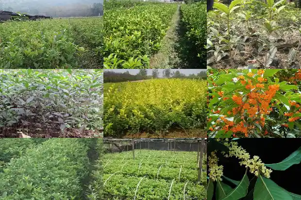 现在桂花树的价格是多少呢一棵1690158331264