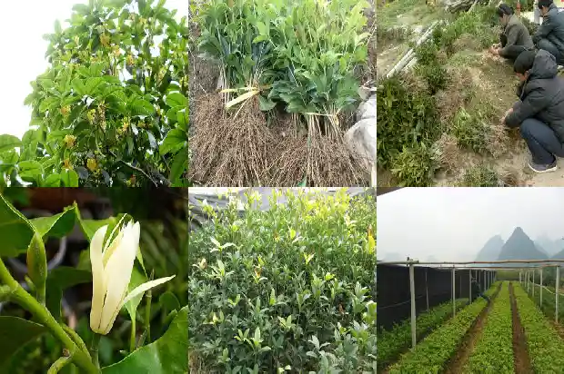 买哪种桂花树好活些1688692126762