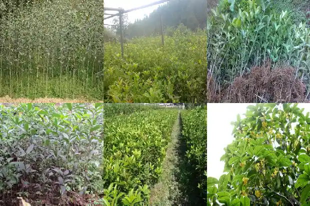 关于桂花香的优美句子简短1685149172093