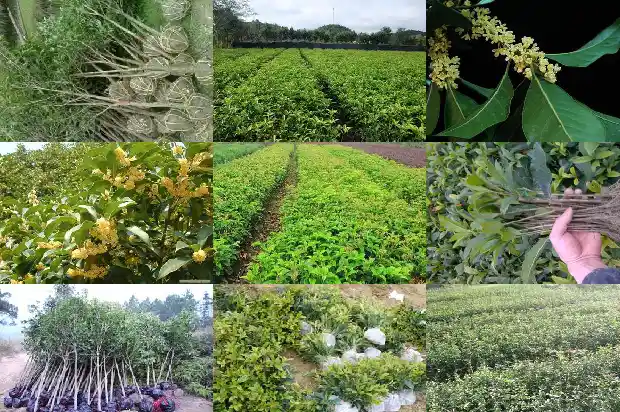 关于桂花香的优美句子简短1685149172140