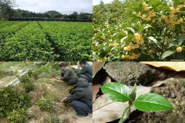 蜂蜜桂花有什么功效1689381502169