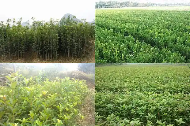 赞美桂花的香味句子短句1685149202397