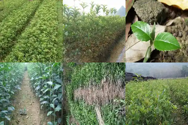 赞美桂花的香味句子短句1685149202445