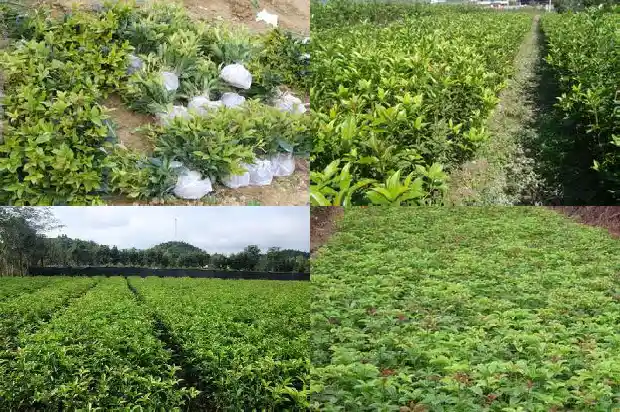 桂花树20公分多少年结果呢1688434079991