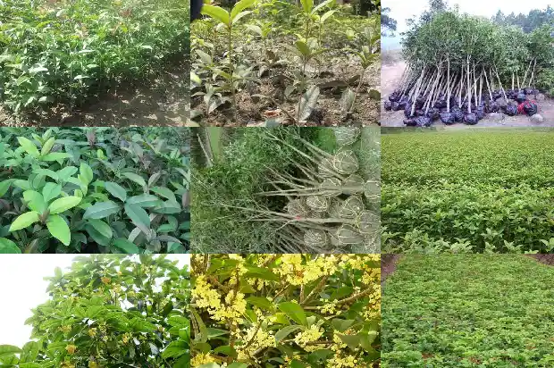 赞美桂花香气的句子1685149209718