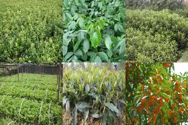 表达桂花香的唯美句子1685149222295
