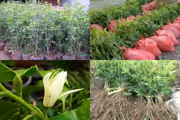 描写桂花香的好句子有哪些1685149237916