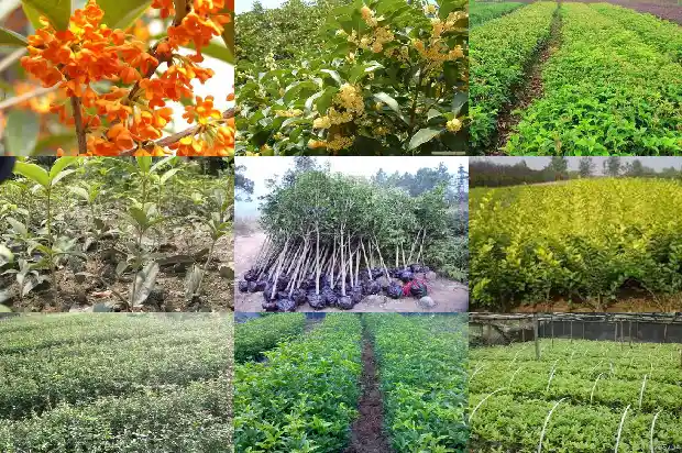 桂花一年开三次1689899684534
