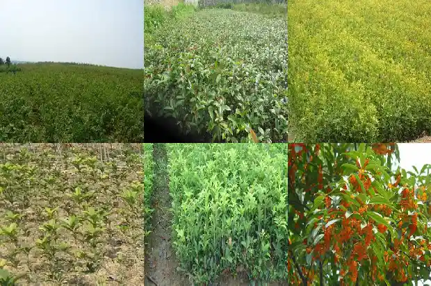 表达桂花香的句子1685149271967