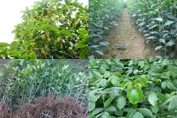 表达桂花香的句子1685149272015