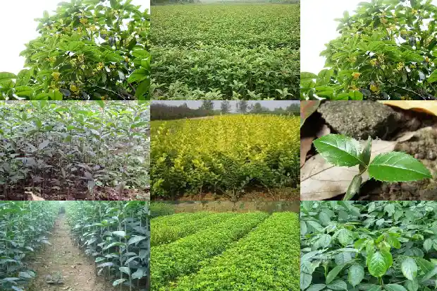 怎么形容桂花树的香气和味道1685149284187