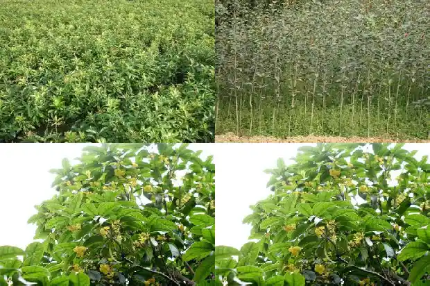 怎么形容桂花树的香气和味道1685149284283