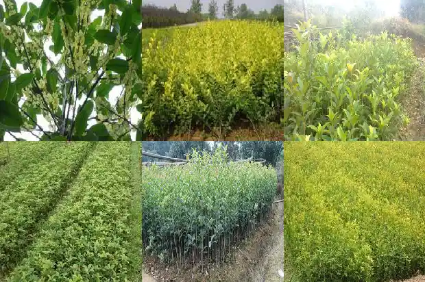 怎么形容桂花树的香气好闻1685149294240