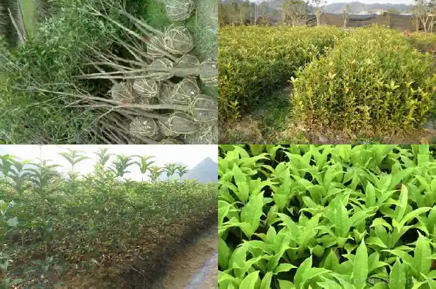 怎么形容桂花树的香气好闻1685149294288