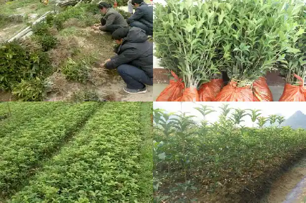 怎么形容桂花树的香气好闻1685149294336