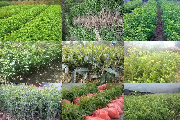 描写桂花树的香味句子摘抄1685149315403