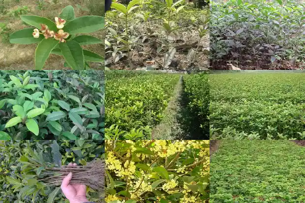 桂花树的树叶是什么颜色1685149334543