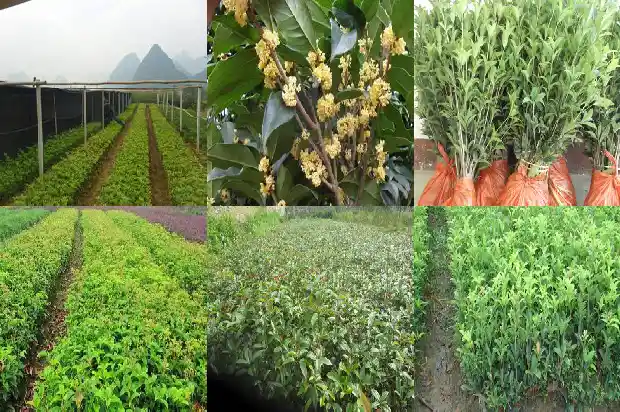桂花树的树叶是什么颜色1685149334687